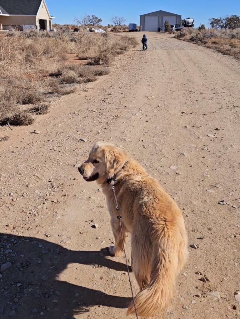 We couldn't be happier with our experience with Palmer Country Pups. They were always quick to reply to any questions I had and sent me so many cute pictures of our Gus. I've wanted a golden for so long, and we were finally in a situation to own a bigger dog. Gus definitely lives up to a golden retrievers' reputation. He loves everyone and wants to please. He's been a great addition to our family. I wish I could talk my husband into buying another pup from them.
-Candace L.