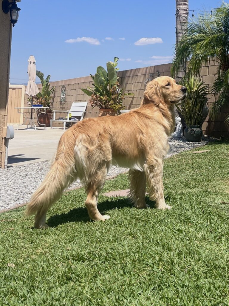 So happy I found Palmer Country Pups when I was on the search to add a new member to our family. Milo has brought us so much joy and love! They were always very attentive to all the questions I had throughout the whole process. Everything went smooth & now we are here, my fur baby is almost 2, he’s strong, healthy, & full of energy 🐶