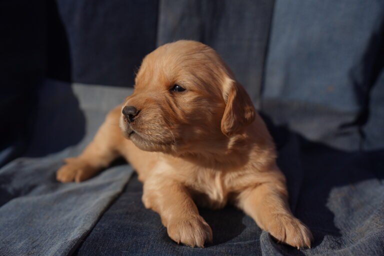 Joy DSC03517 2025-06-20