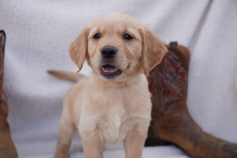 Joy DSC04118 2025-07-17