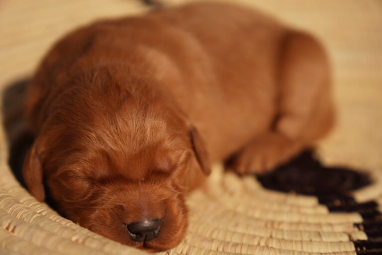 Cam - Male - Available