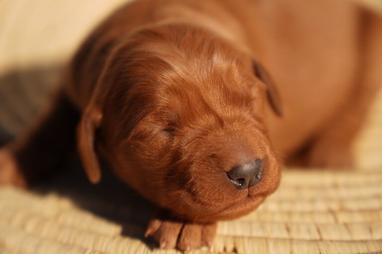 Iris - Female - Available