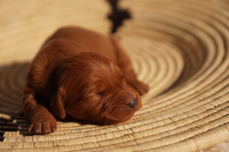 May - Female - Available