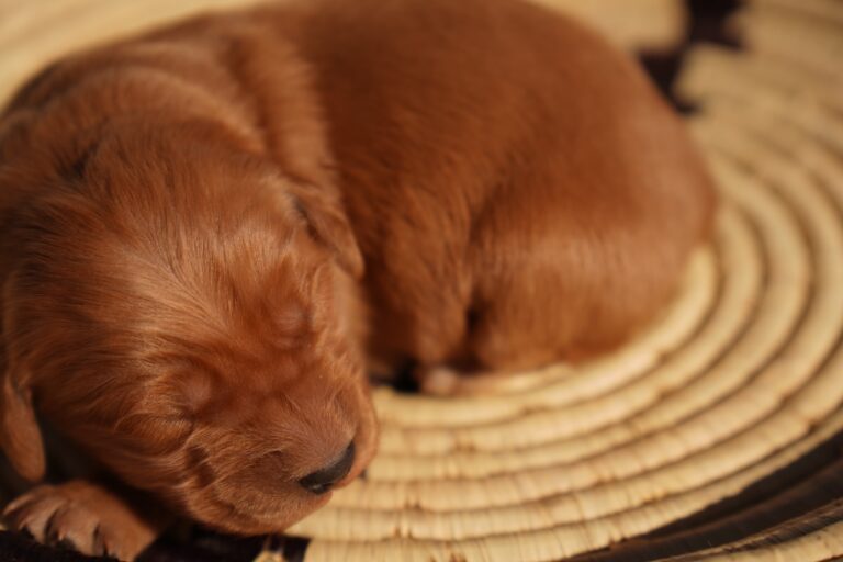 Roy - Male - Available