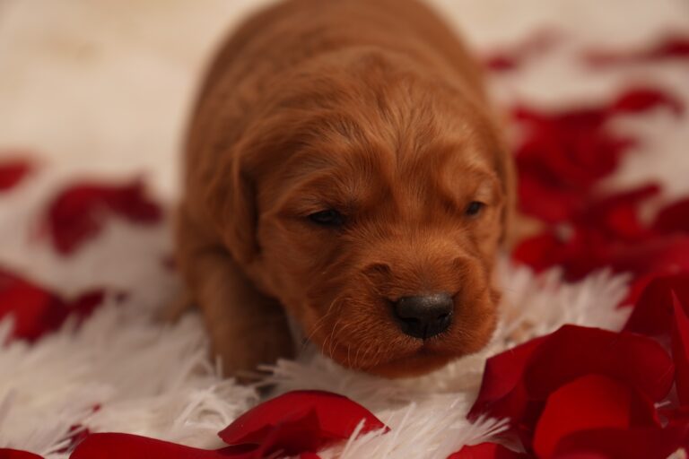 Cam - Male - Available