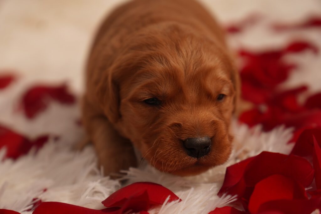 Cam- Male- Available