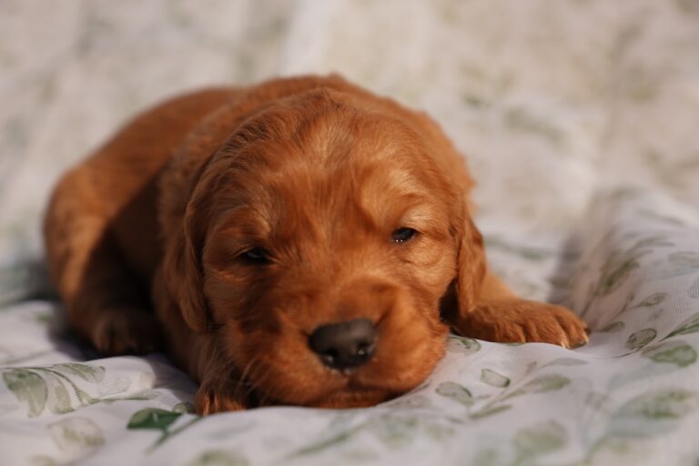 Cam - Male - Available