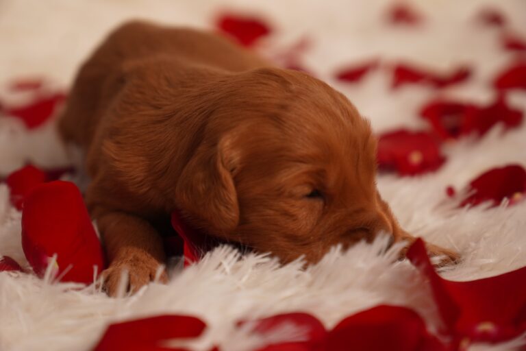 Dot- Female- Reserved