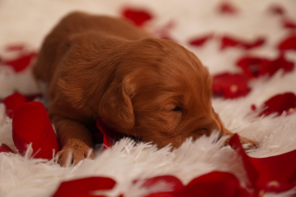 Dot - Female - Reserved