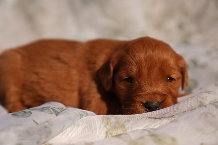 Dot- Female- Reserved