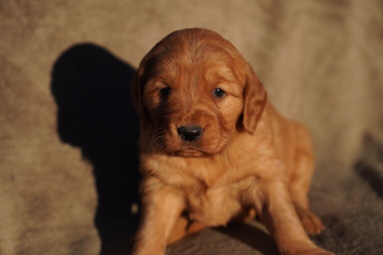 Iris - Female - Available