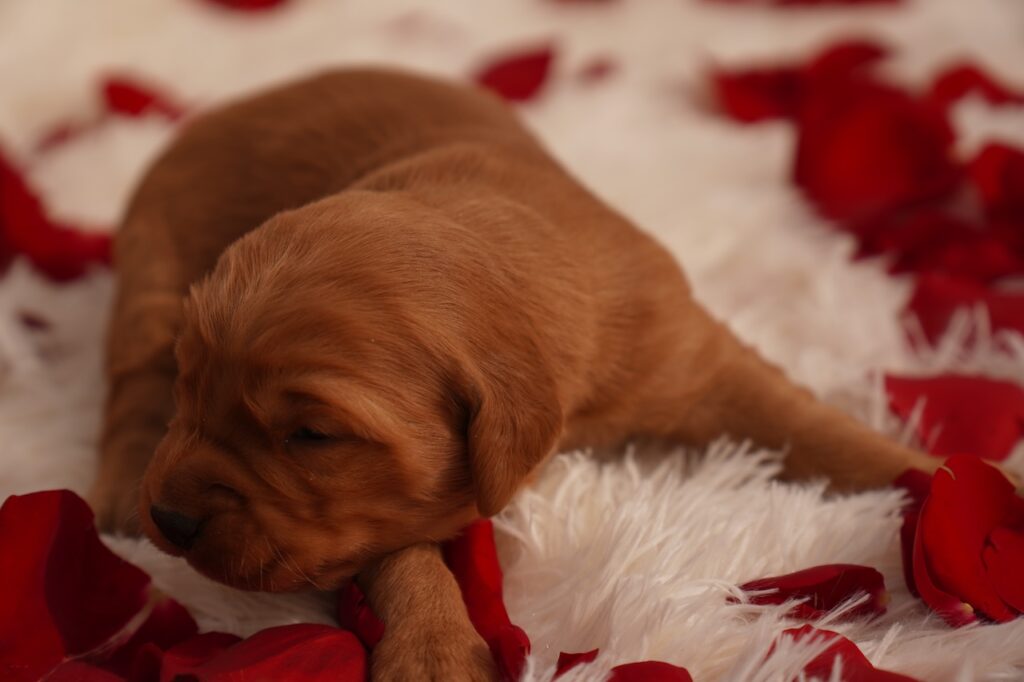 Iris- Female - Available