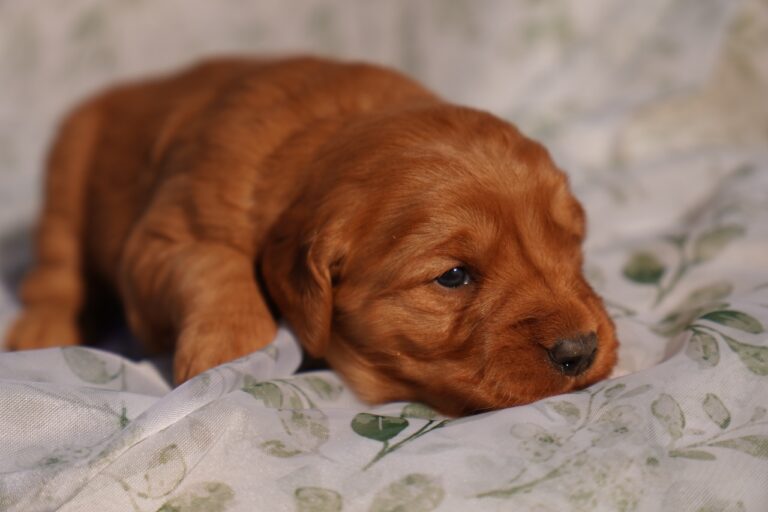 Iris - Female - Available