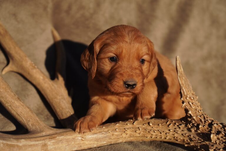 May - Female - Available