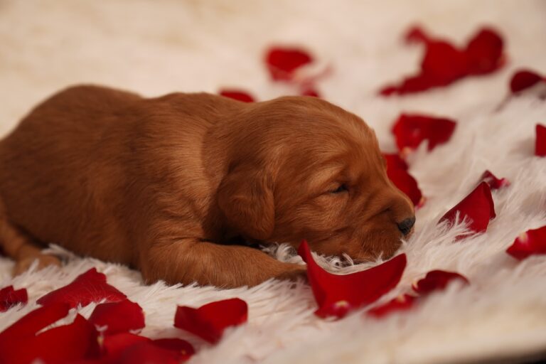 May - Female - Available