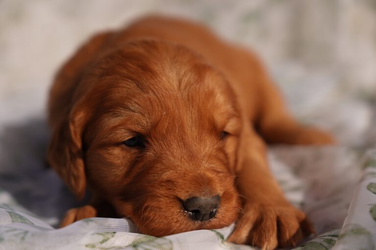 May - Female - Available