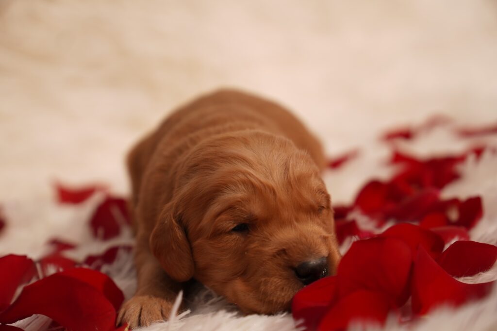 Roy - Male - Available