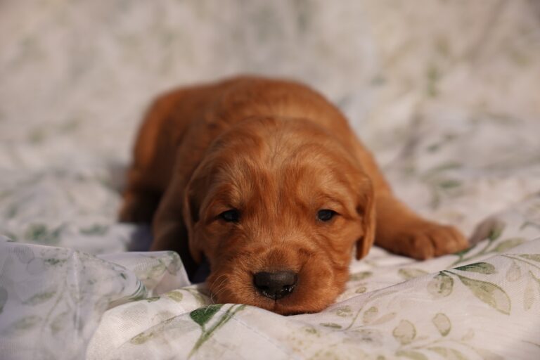 Roy - Male - Available