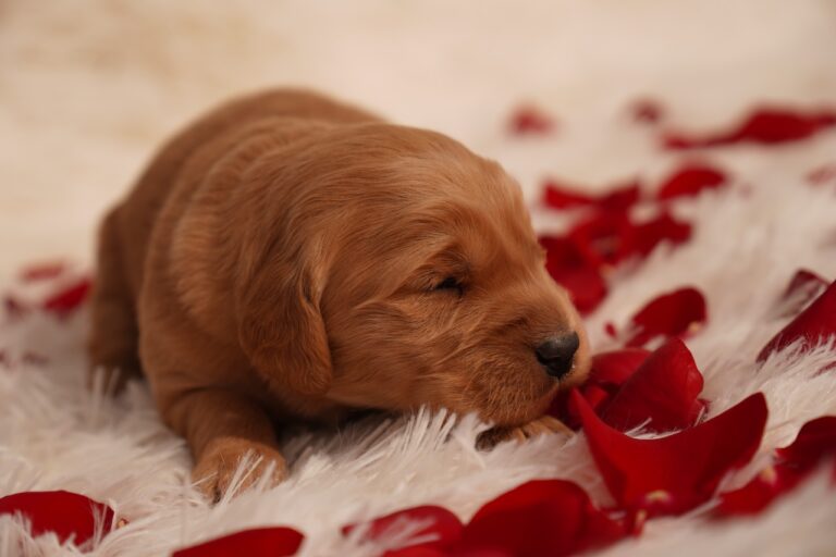 Tom - Male - Available