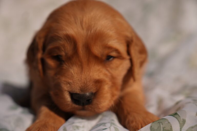 Tom - Male - Available