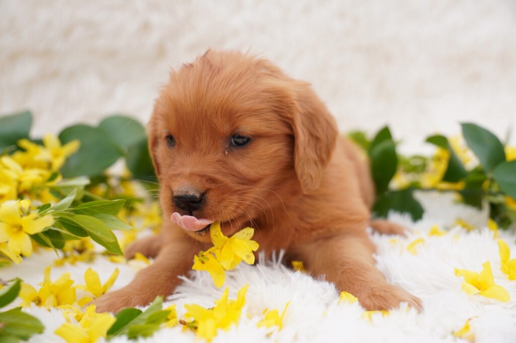 Dot - Female - Reserved