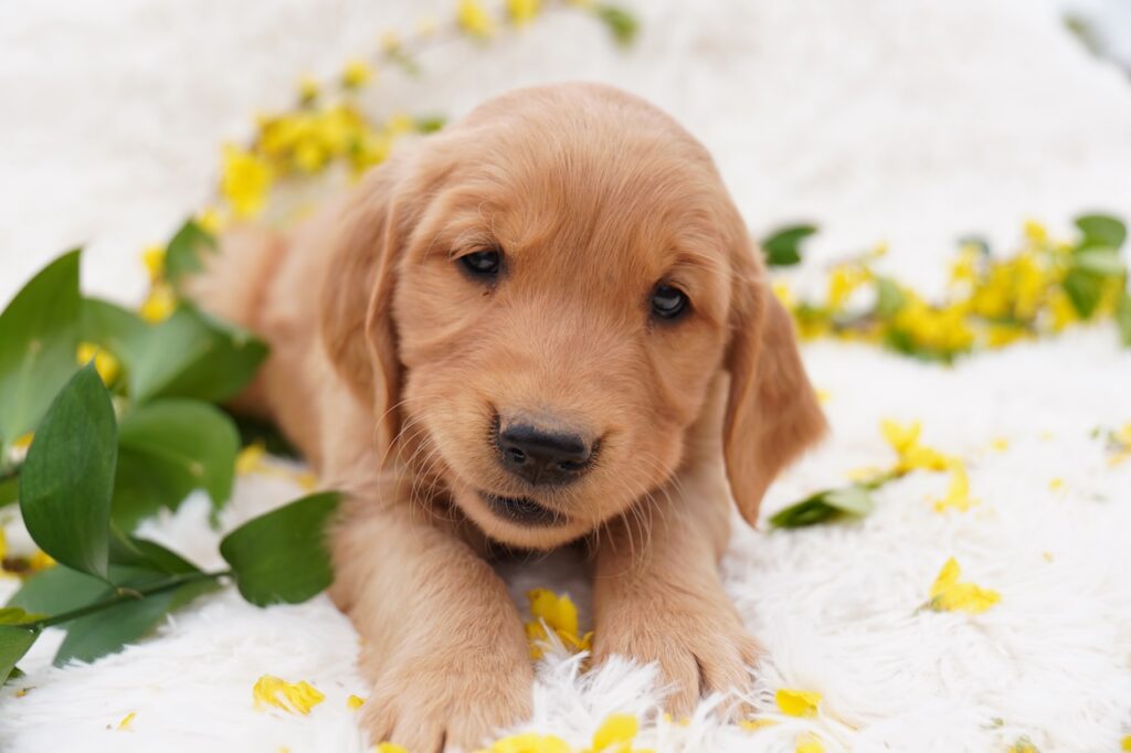 Roy - Male - Reserved