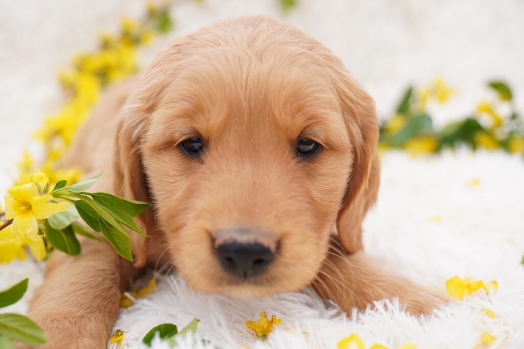 Tom - Male - Reserved