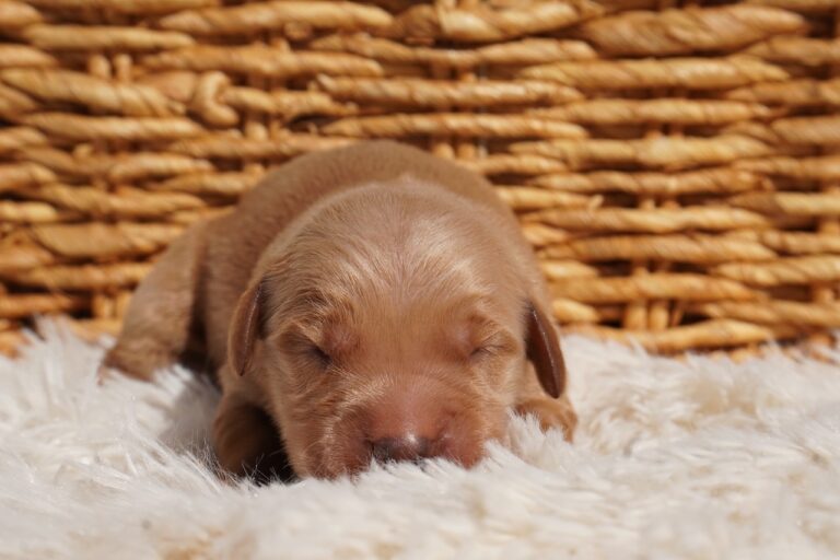 Ben - Male - Available
