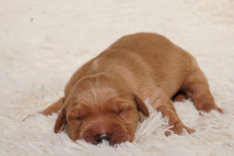 Indi - Female - Available