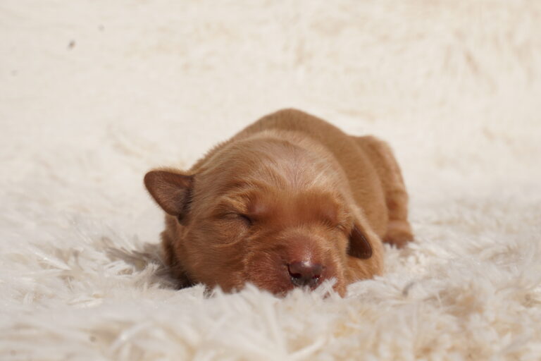 Liz - Female - Available