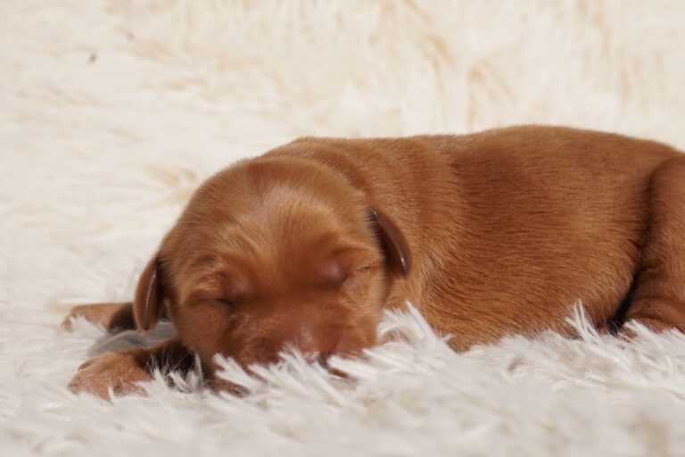 Max - Male - Available