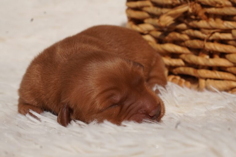 Missy - Female - Available