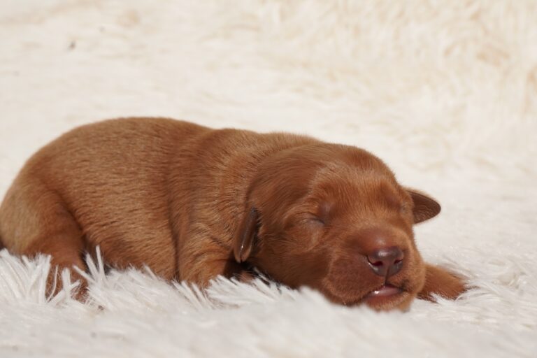 Oli - Male - Available
