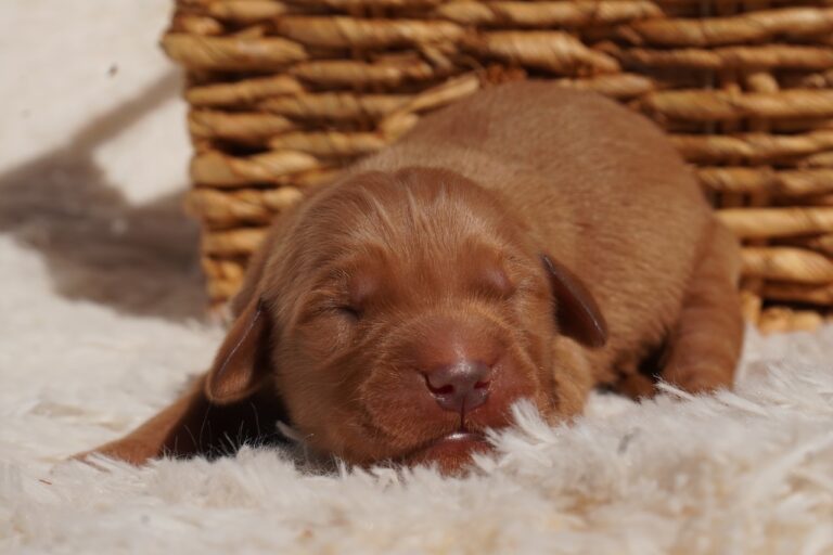 Rex- Male- Available
