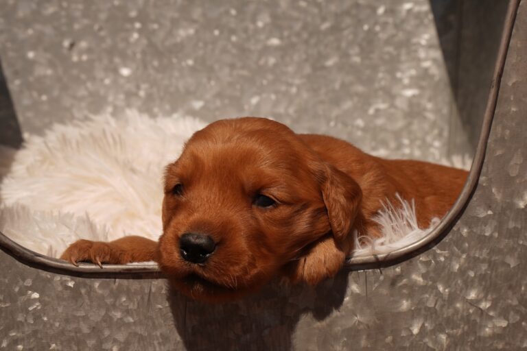 Daisy week 2