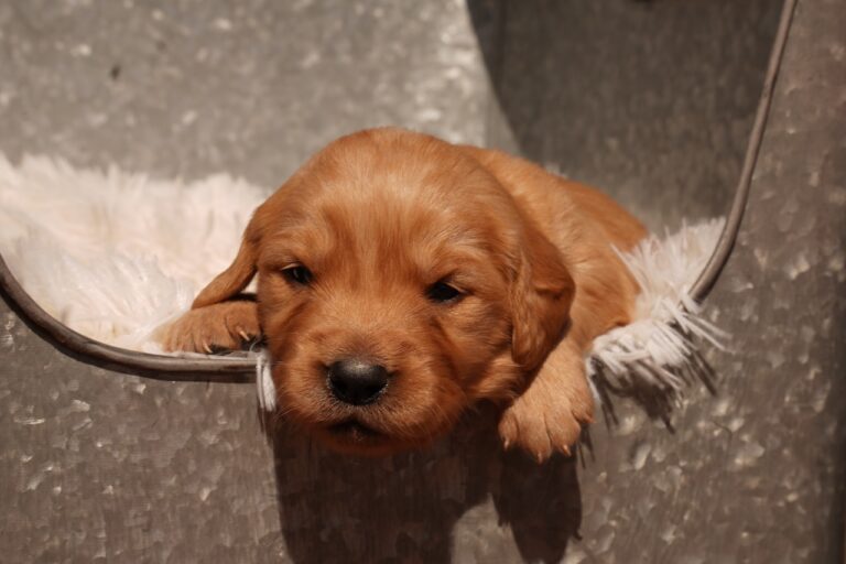 Indi week 2