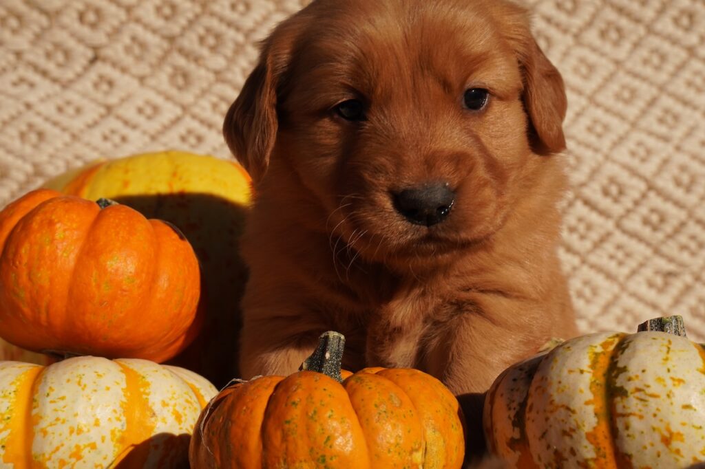 Max - Male - Reserved