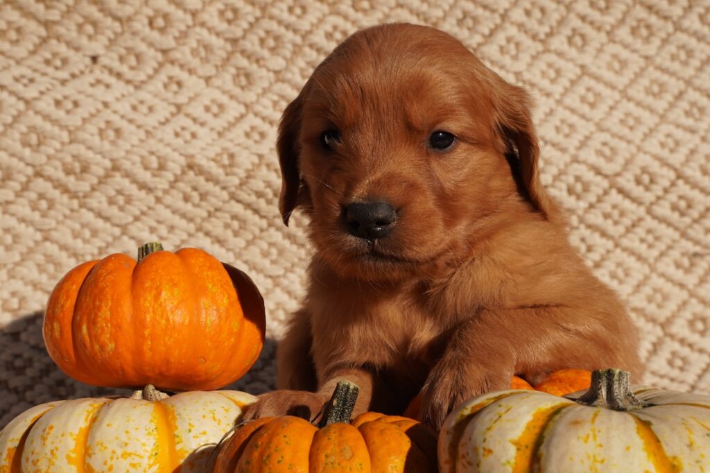 Oli- Male- Reserved