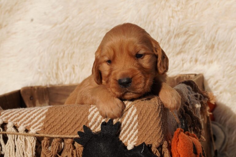 Rex Week 3