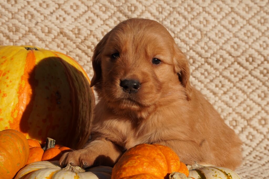 Rex- Male- Reserved